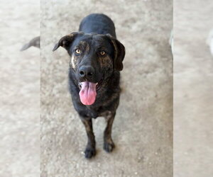 German Shepherd Dog-Unknown Mix Dogs for adoption in Riverside, CA, USA