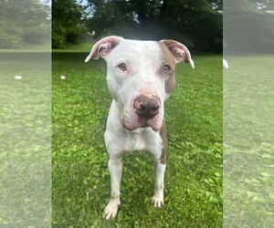 Mutt Dogs for adoption in Doylestown, PA, USA