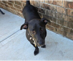 Dachsador Dogs for adoption in Missouri City, TX, USA