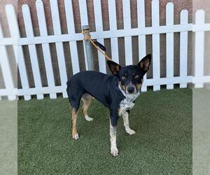 Mutt Dogs for adoption in Modesto, CA, USA