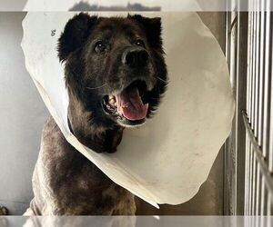 German Shepherd Dog Dogs for adoption in Downey, CA, USA