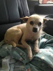 Chihuahua Dogs for adoption in Cincinnati, OH, USA