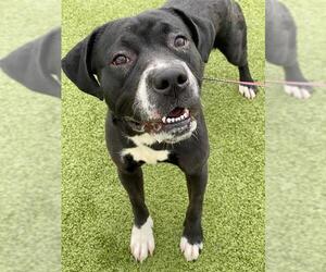 Labrador Retriever-Unknown Mix Dogs for adoption in Fayetteville, NC, USA