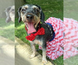 Mutt Dogs for adoption in Arlington, VA, USA