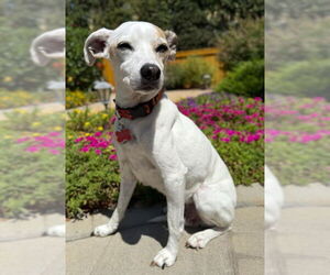 Mutt Dogs for adoption in San Diego, CA, USA