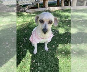 Poodle (Miniature) Dogs for adoption in Fremont, CA, USA