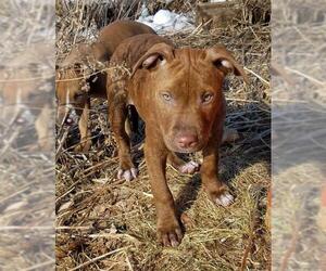 American Pit Bull Terrier Dogs for adoption in Park Falls, WI, USA