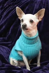 Medium Photo #1 Chihuahua Puppy For Sale in Redmond, WA, USA