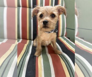 Maltese-Parson Russell Terrier Mix Dogs for adoption in Phoenix, AZ, USA
