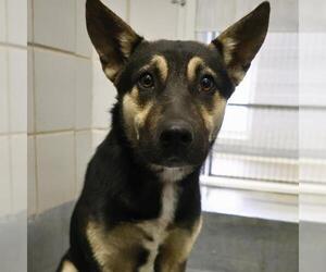 German Shepherd Dog Dogs for adoption in San Antonio, TX, USA