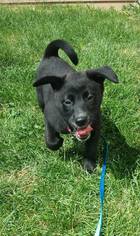 Medium Photo #1 Labrador Retriever-Pekingese Mix Puppy For Sale in Detroit Lakes, MN, USA