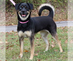 Siberian Husky-Unknown Mix Dogs for adoption in Prattville, AL, USA