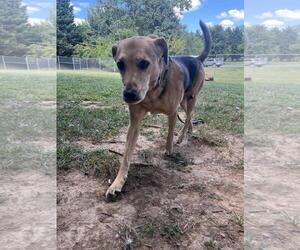 Mutt Dogs for adoption in Front Royal, VA, USA