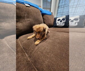 Medium Photo #2 Mutt Puppy For Sale in Mooresville, NC, USA