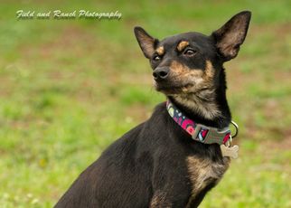 American Rat Pinscher Dogs for adoption in Danbury, CT, USA