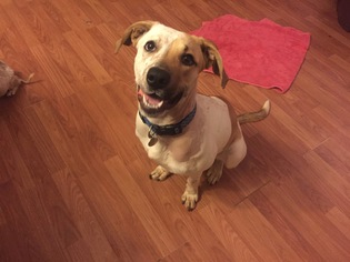 Lab-Pointer Dogs for adoption in Huntsville, AL, USA