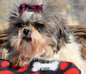 Medium Photo #1 Shih Tzu Puppy For Sale in Bon Carbo, CO, USA