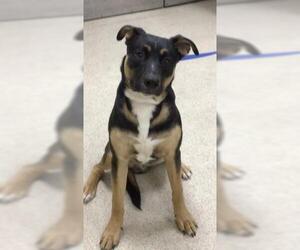 American Pit Bull Terrier-Unknown Mix Dogs for adoption in Riverside, CA, USA