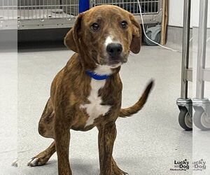 Plott Hound-Unknown Mix Dogs for adoption in Washington, DC, USA