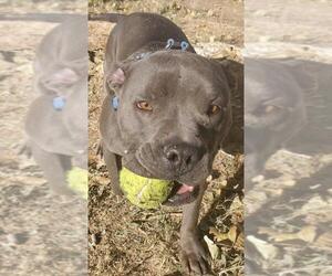 American Pit Bull Terrier-Unknown Mix Dogs for adoption in Tehachapi, CA, USA