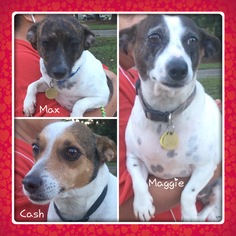 Jack Russell Terrier Dogs for adoption in Slidell, LA, USA