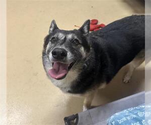 German Shepherd Dog Dogs for adoption in Chula Vista, CA, USA