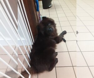 Chow Chow Dogs for adoption in San Antonio, TX, USA