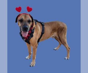Boxweiler Dogs for adoption in Bakersfield, CA, USA