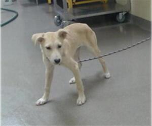 Labrador Retriever-Siberian Husky Mix Dogs for adoption in Denver, CO, USA