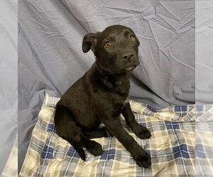 German Shepherd Dog-Unknown Mix Dogs for adoption in Modesto, CA, USA
