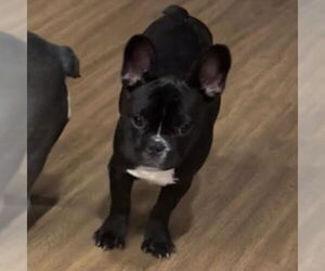 French Bulldog-Unknown Mix Dogs for adoption in Canton, CT, USA