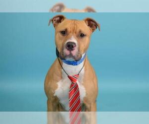 American Staffordshire Terrier-Unknown Mix Dogs for adoption in West Palm Beach, FL, USA