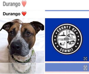 Beagle-English Coonhound Mix Dogs for adoption in Akron, OH, USA
