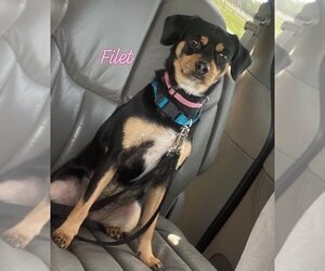 Miniature Pinscher-Unknown Mix Dogs for adoption in Metairie, LA, USA