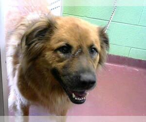 Australian Retriever Dogs for adoption in Murfreesboro, TN, USA