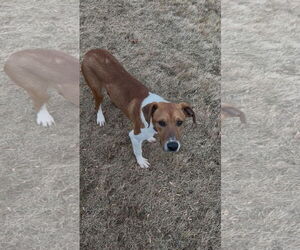 Mutt Dogs for adoption in Ball Ground, GA, USA