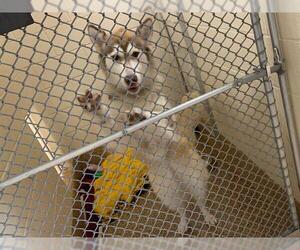 Siberian Husky Dogs for adoption in Springfield, MA, USA