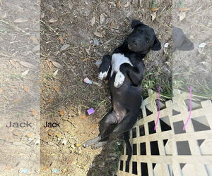 Labrador Retriever-Unknown Mix Dogs for adoption in Melrose, FL, USA