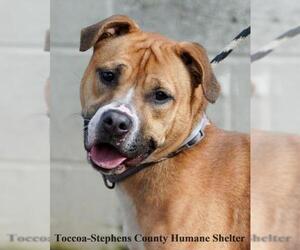 Boxer-Unknown Mix Dogs for adoption in Toccoa, GA, USA