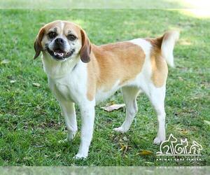 Puggle Dogs for adoption in Irvine, CA, USA