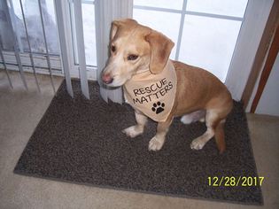 Medium Photo #1 Basset Hound Puppy For Sale in Coldwater, MI, USA