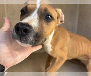 American Pit Bull Terrier-Unknown Mix Dogs for adoption in Oklahoma City, OK, USA
