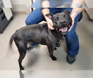 Mutt Dogs for adoption in La Porte, IN, USA