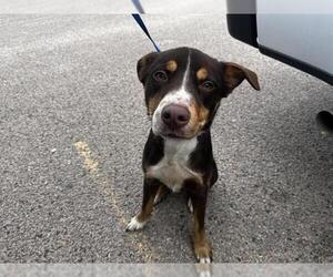 American Staffordshire Terrier-Siberian Husky Mix Dogs for adoption in Grand Prairie, TX, USA