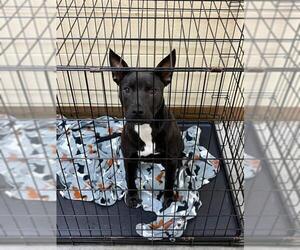 American Pit Bull Terrier-Unknown Mix Dogs for adoption in Texas City, TX, USA