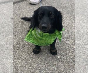 Dachshund Dogs for adoption in Sanford, FL, USA