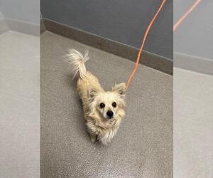 Chihuahua-Unknown Mix Dogs for adoption in Las Vegas, NV, USA