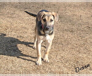 German Shepherd Dog-Unknown Mix Dogs for adoption in Hoffman Estates, IL, USA