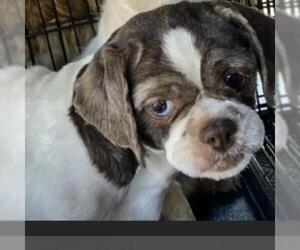 Shih Tzu Dogs for adoption in Pendleton, NY, USA