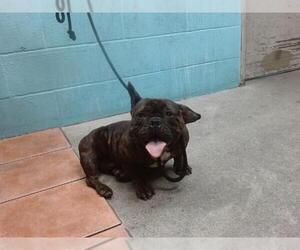 French Bulldog Dogs for adoption in Downey, CA, USA